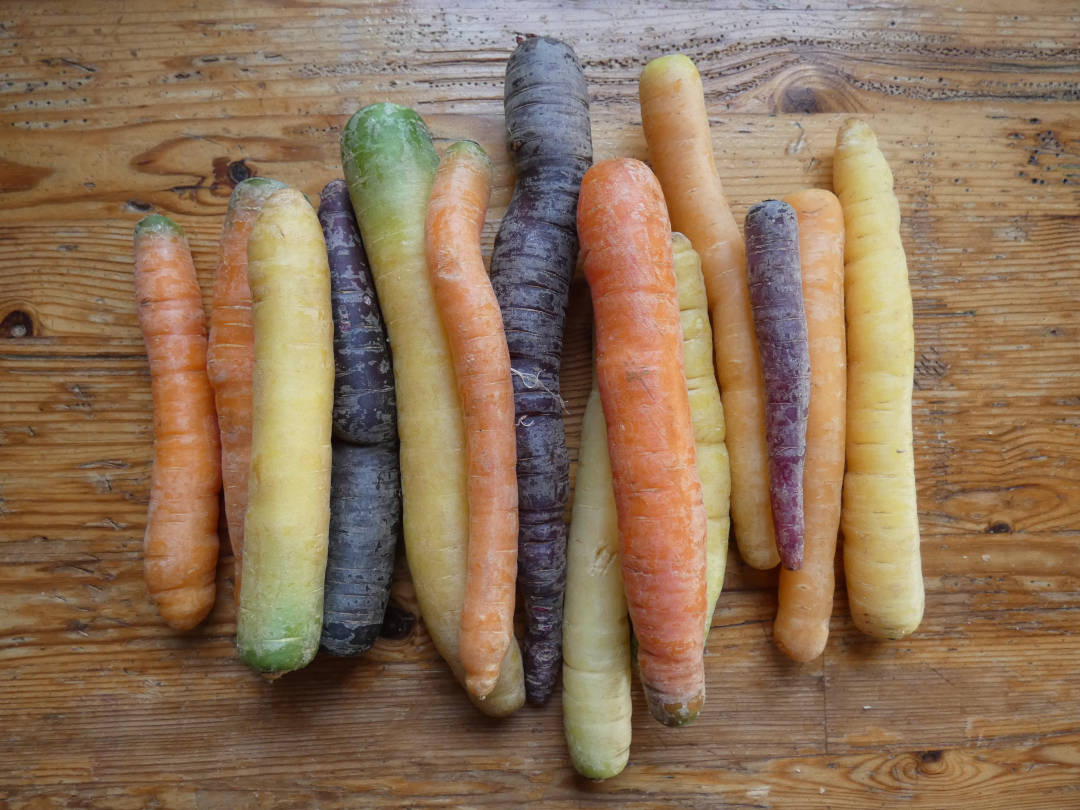 bunte Karotten
