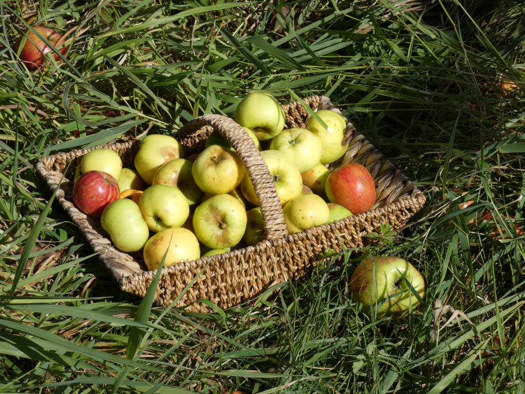 Äpfel auf der Streuobswiese