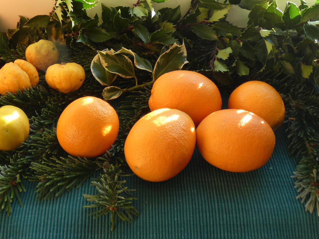 Zierquitten und Orangen im winterlichen Grün