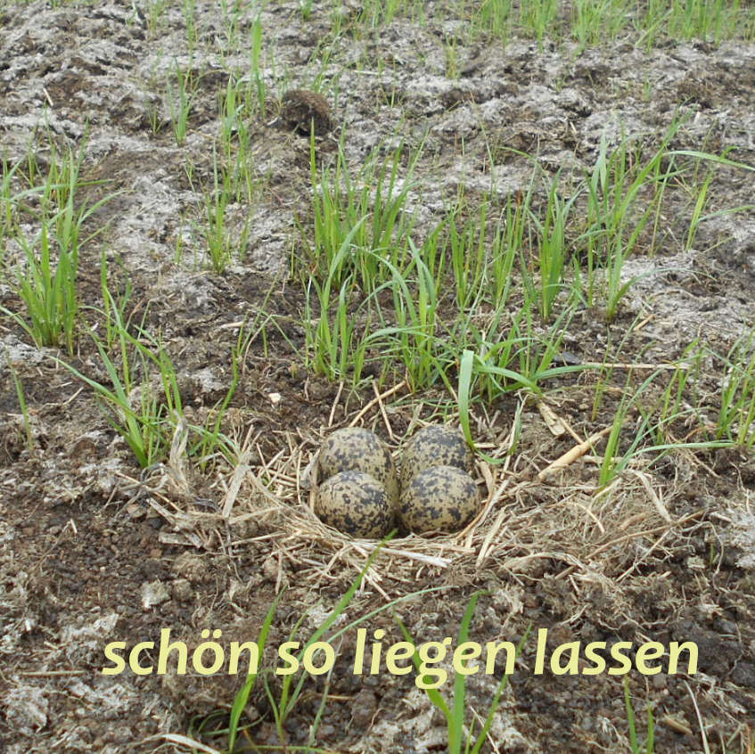 gut getarnt, ein Kiebitznest