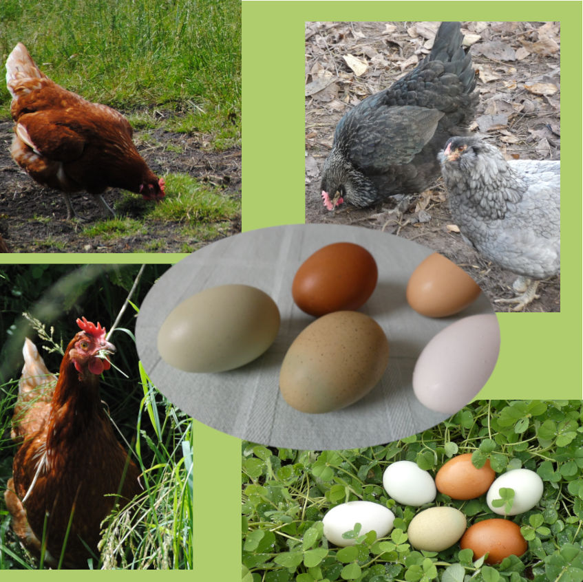 andere Hühner, andere Eier